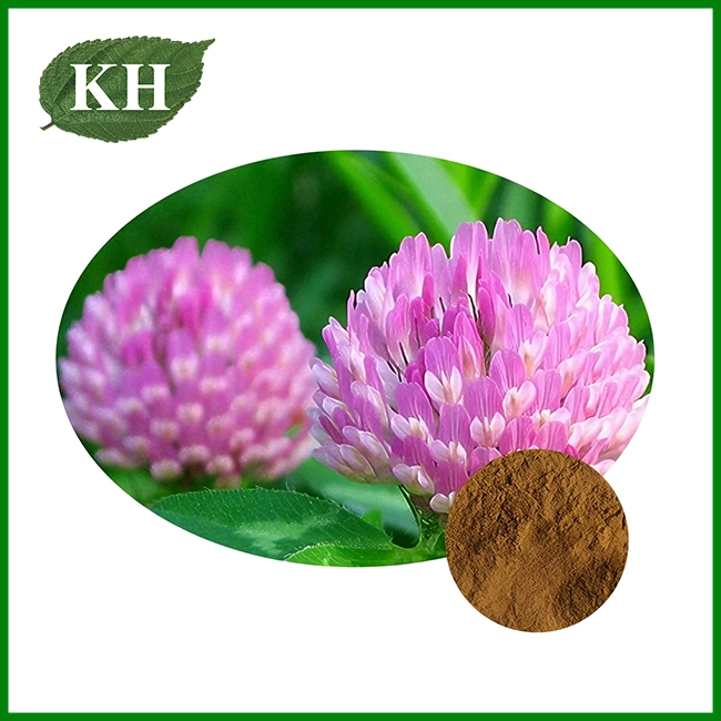 Red Clover Extract Powder Red Clover Extract Powder